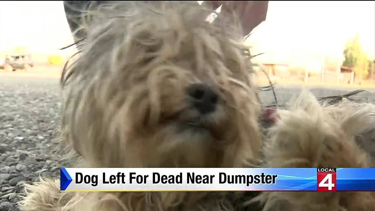 Dog left for dead near dumpster in Allen Park